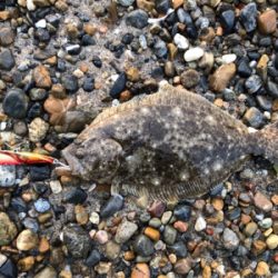 らくらくヒラメ