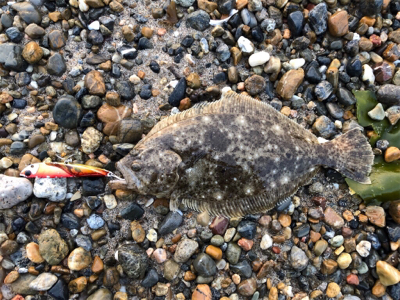 らくらくヒラメ