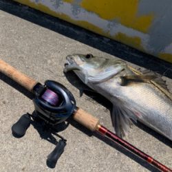 灼熱太陽シーバス