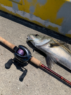 灼熱太陽シーバス