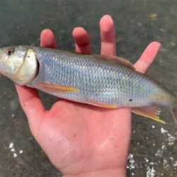 ケタバスがアツい！