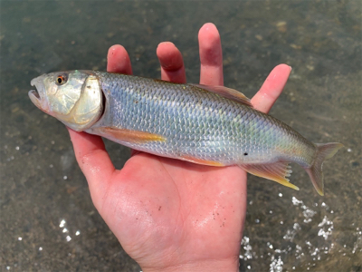 ケタバスがアツい！