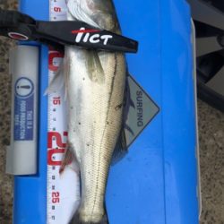 伊万里ビーチ尺アジ連発