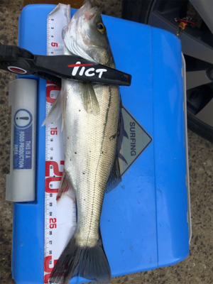 伊万里ビーチ尺アジ連発