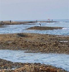 エギングサミットで初釣果!