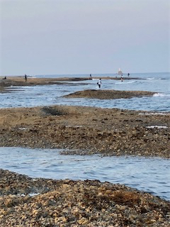 エギングサミットで初釣果!