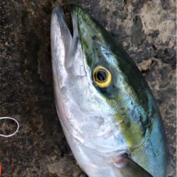 朝まずめ後にメージーロー！