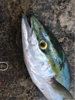 朝まずめ後にメージーロー！