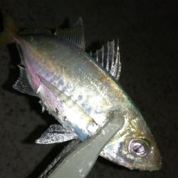 ナイトアジング