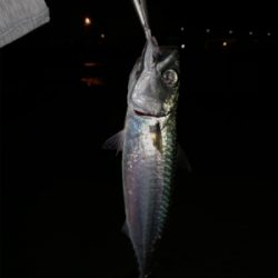 今宵もバチ抜け調査