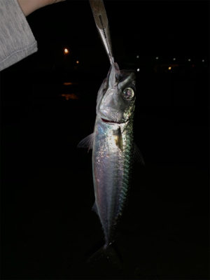 今宵もバチ抜け調査