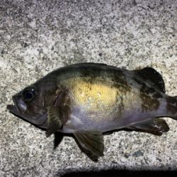 今年の初メバル