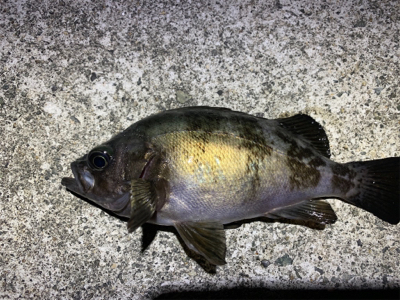 今年の初メバル