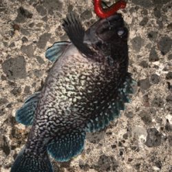 新規開拓！めざせヒラメちゃん！