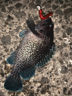 新規開拓！めざせヒラメちゃん！