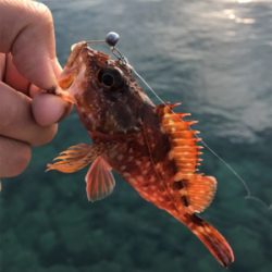 イカは何処へ？