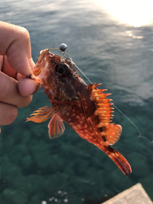 イカは何処へ？