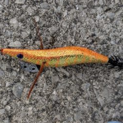 夕まずめの確信！モンゴウイカ