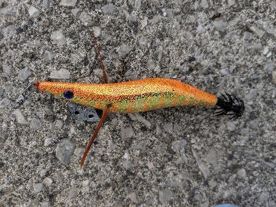 夕まずめの確信！モンゴウイカ