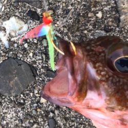 ジグサビキでオカズゲット!!