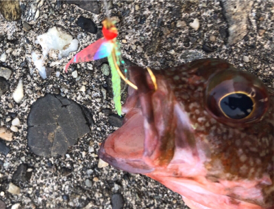 ジグサビキでオカズゲット!!