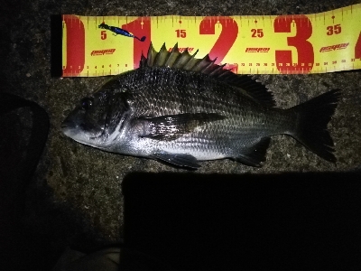 大雨の後の大荒れの中メバリング～