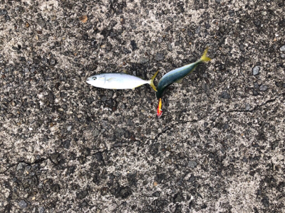 なんだ、居てたのね