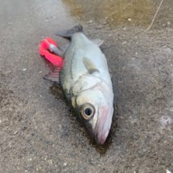 もう、ただの意地！！