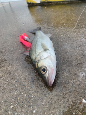 もう、ただの意地！！