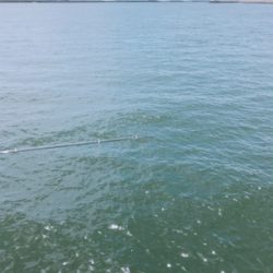 キスのお刺身☆