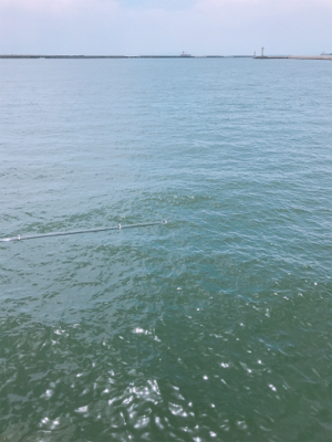 キスのお刺身☆