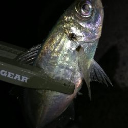 ナイトアジング