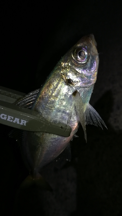 ナイトアジング