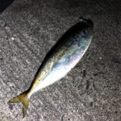 久しぶりの投稿です