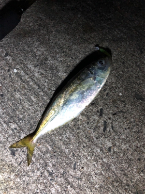 久しぶりの投稿です