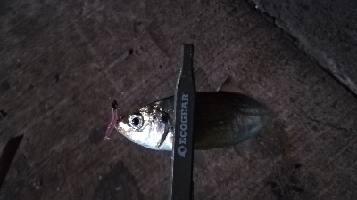 ナイトアジング