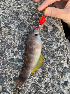 遠征ルアー撃沈で癒しの穴釣り