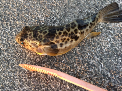 釣場開拓とカレイ