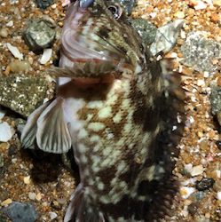 市民薄明後短時間ライトゲーム