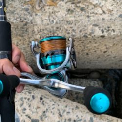 3キロアオリイカ！？