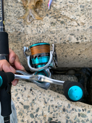 3キロアオリイカ！？