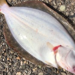 フラットフィッシュ