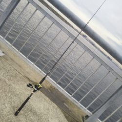 一応釣れましたが…