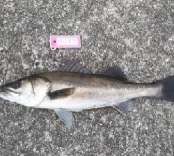 ツバス祭ときどきシーバス