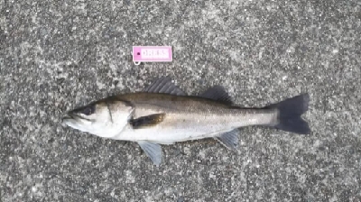 ツバス祭ときどきシーバス