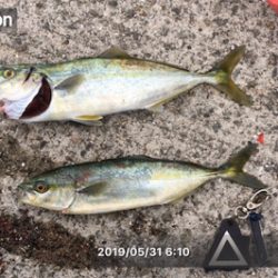 今年初フィッシュ笑