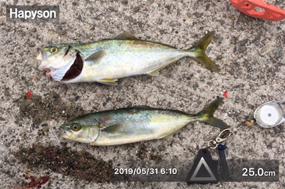 今年初フィッシュ笑