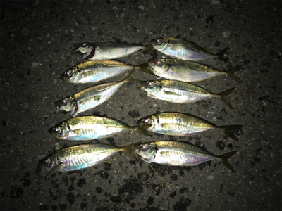 アタリをとるのが楽しいね