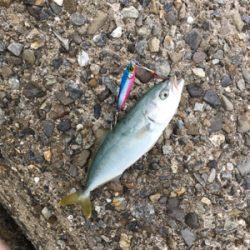 初のショアジギング