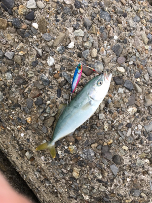 初のショアジギング